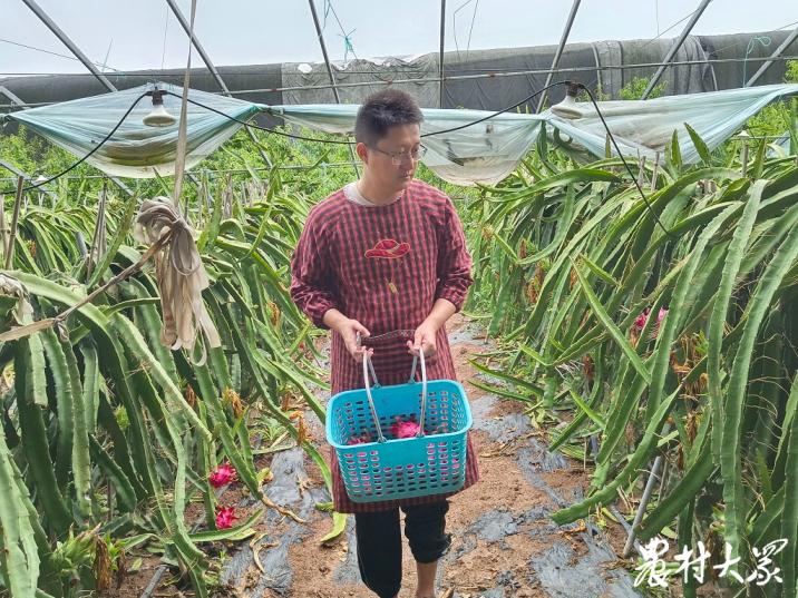 三农种植火龙果,三农火龙果种植技术