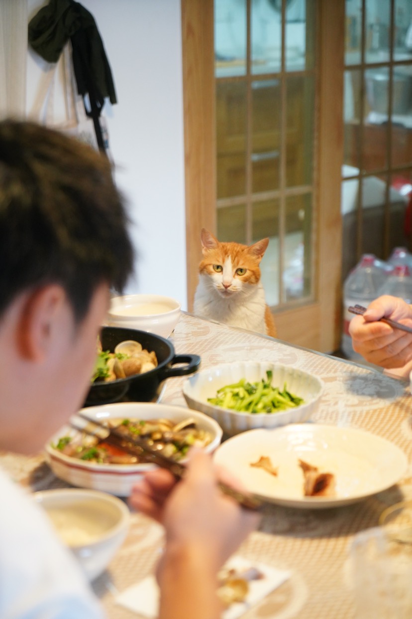 喜欢和主人互动的动物,金丝熊波妞