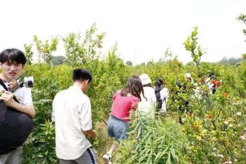 “点绿成金”，大学生实践团队与碳汇的故事