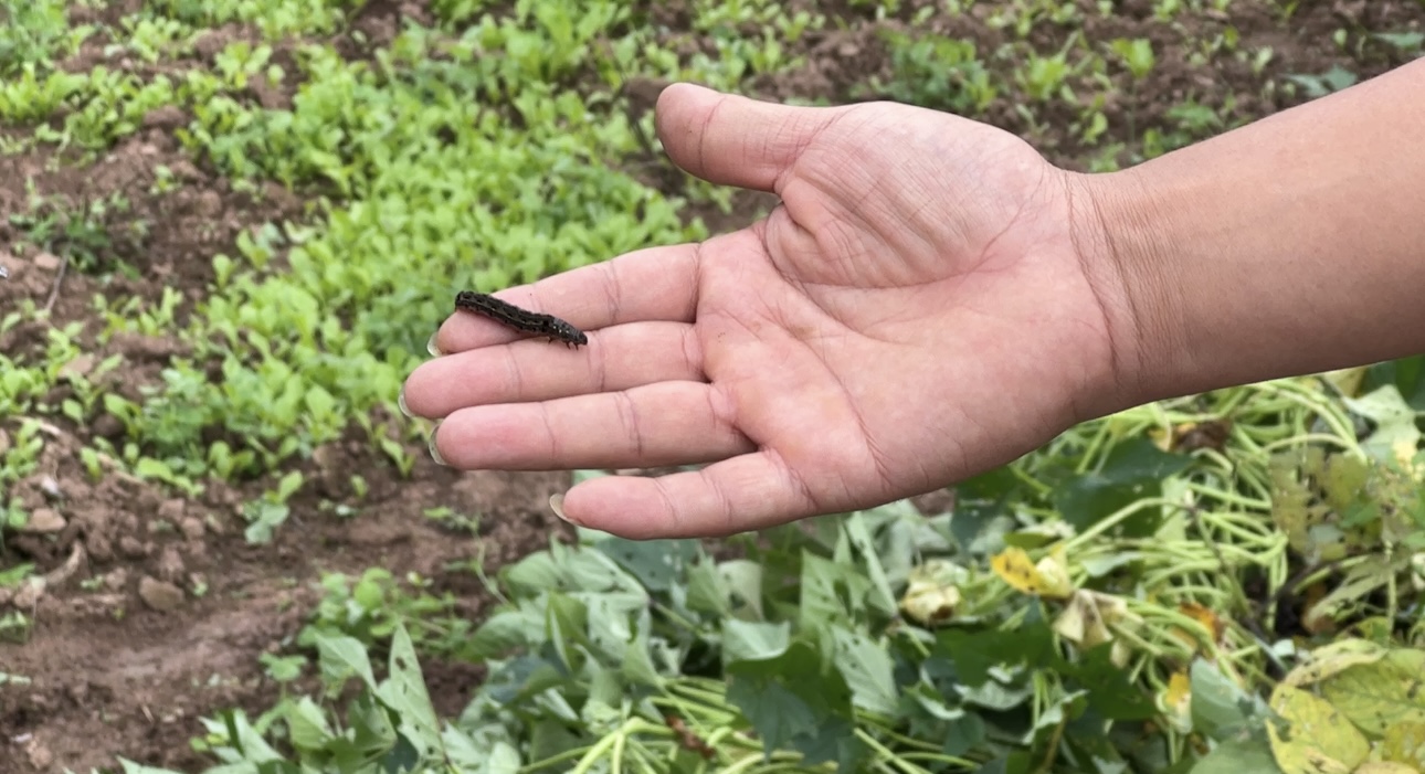 阳光政务｜简阳一农户田地里遭遇“虫子大军”怎么办？