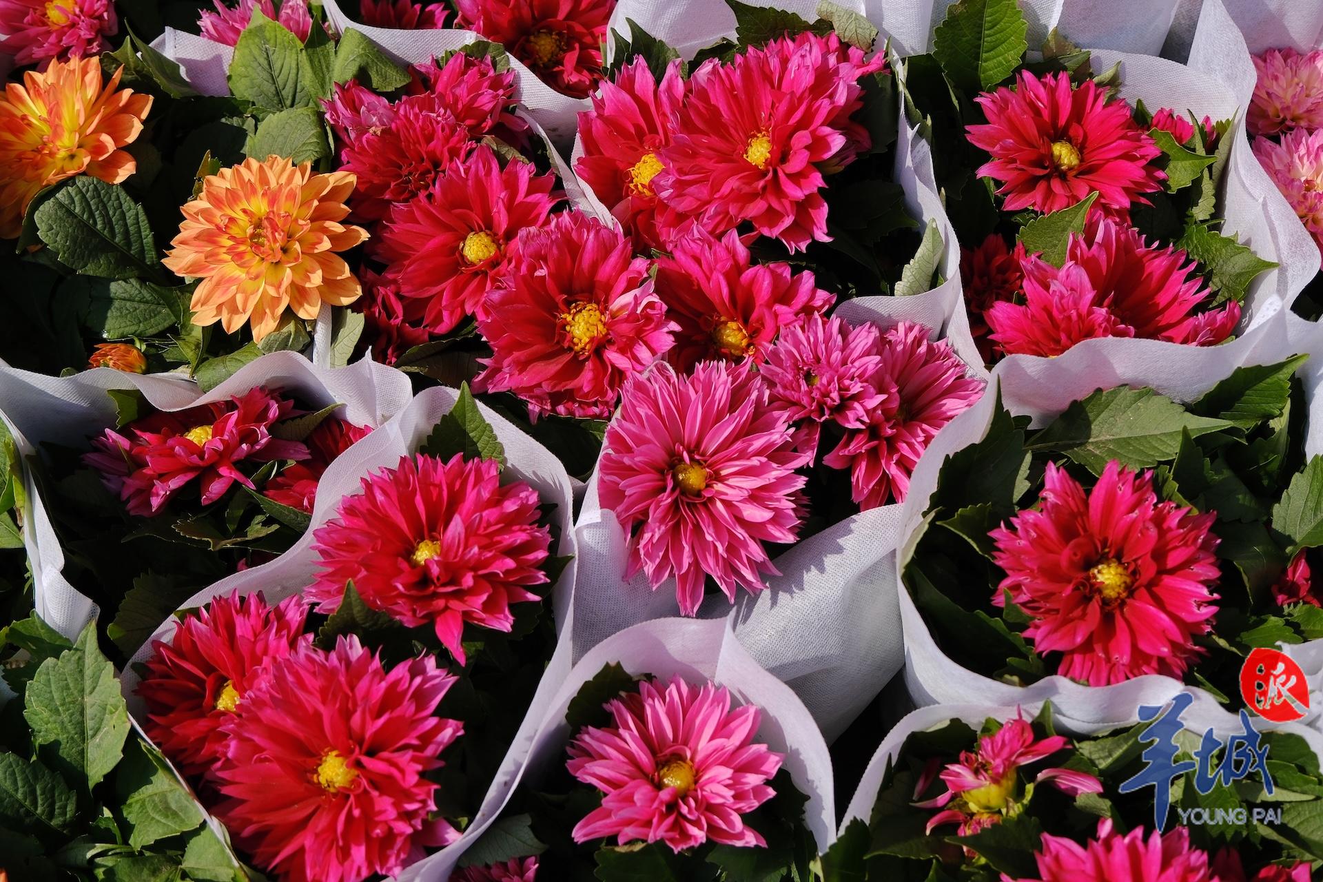 广州年花行情,广州年花价格最新行情