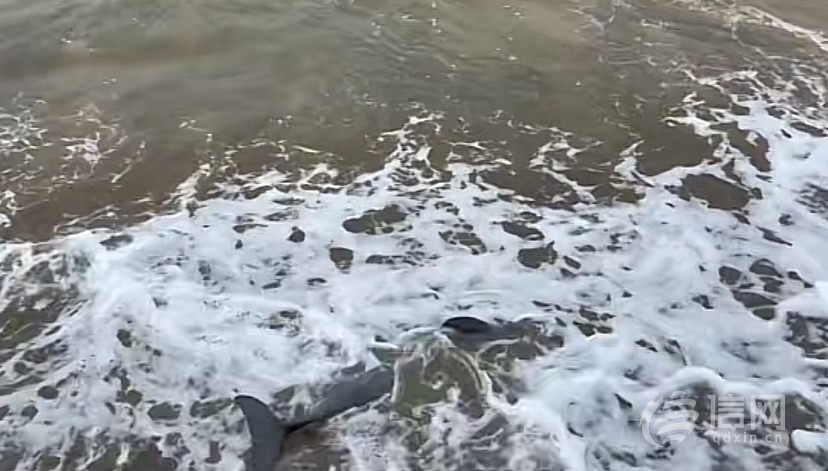 小江豚搁浅多方联手营救,青岛一景区再现江豚搁浅