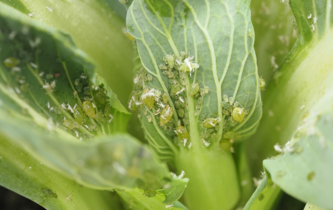 浅谈蔬菜蚜虫的防治方法,蔬菜种植蚜虫防治技术方案