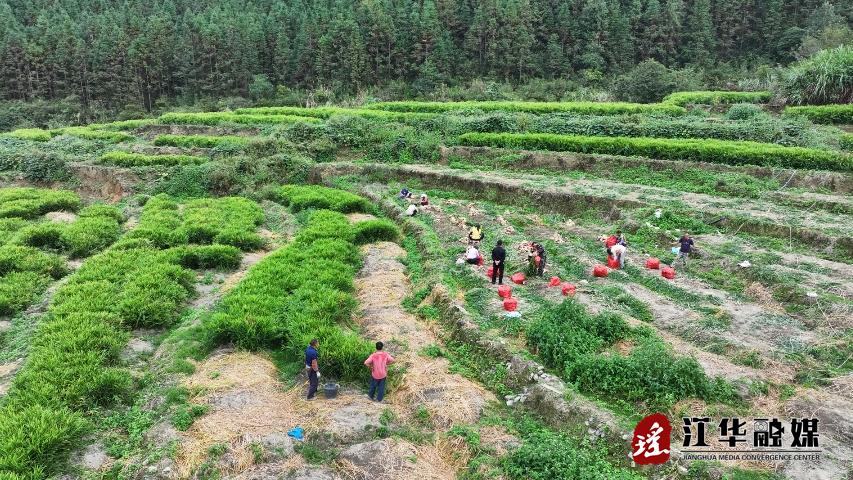 江华码市镇黄石村：闲置地种上小黄姜产业增产又增收