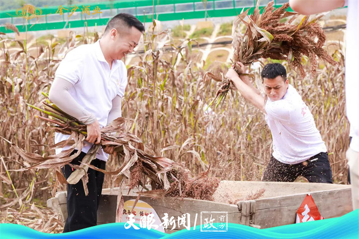 一粒高粱茅台酒,酱酒高质量发展