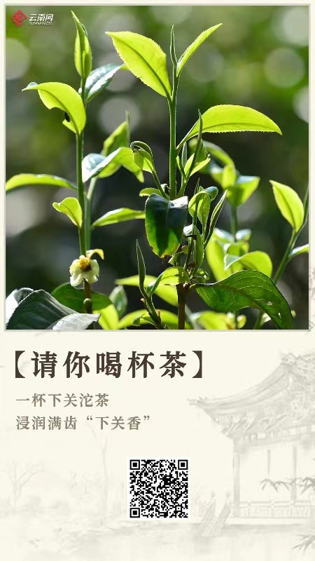 请你喝一杯普洱茶完整版,请你喝一杯普洱