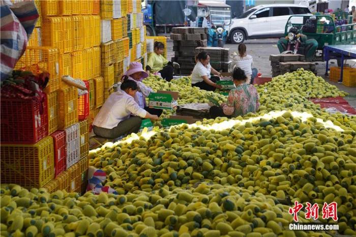 东西问丨黄国弟：芒果是怎样从热带果园飘香全球的？