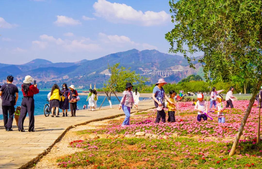 22.26万人次、2.04亿元！澄江清明假期“不负*光春**”