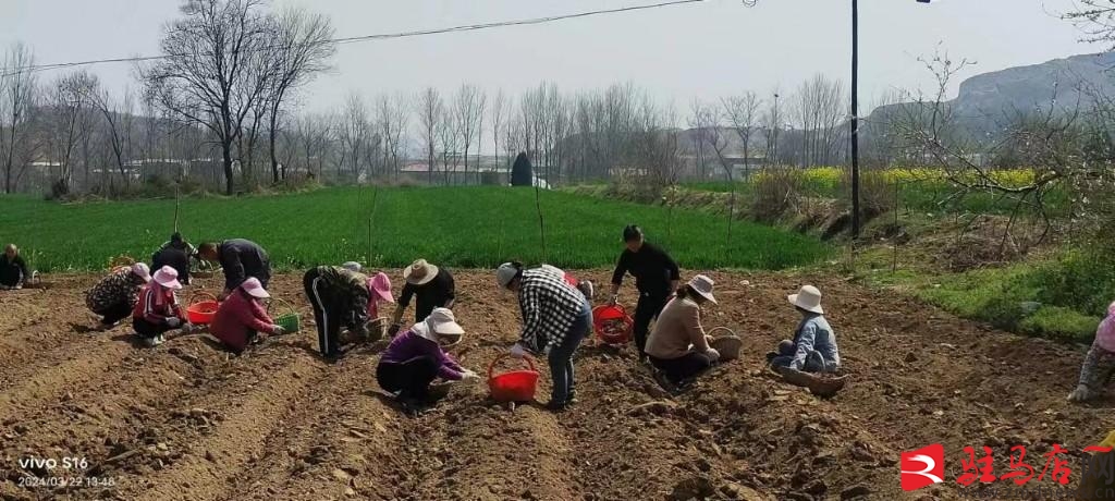 丹参种植经济效益,丹参致富