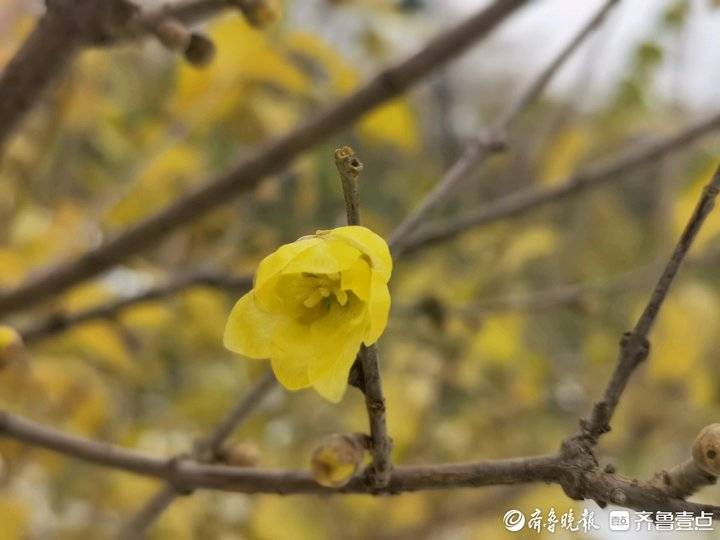 济南千佛山上的腊梅花开了吗,千头菊冻死了