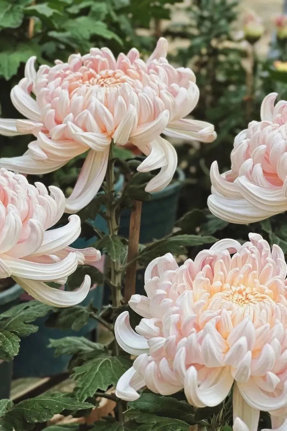 上海菊花展进最佳观赏期,上海菊花展在哪个公园